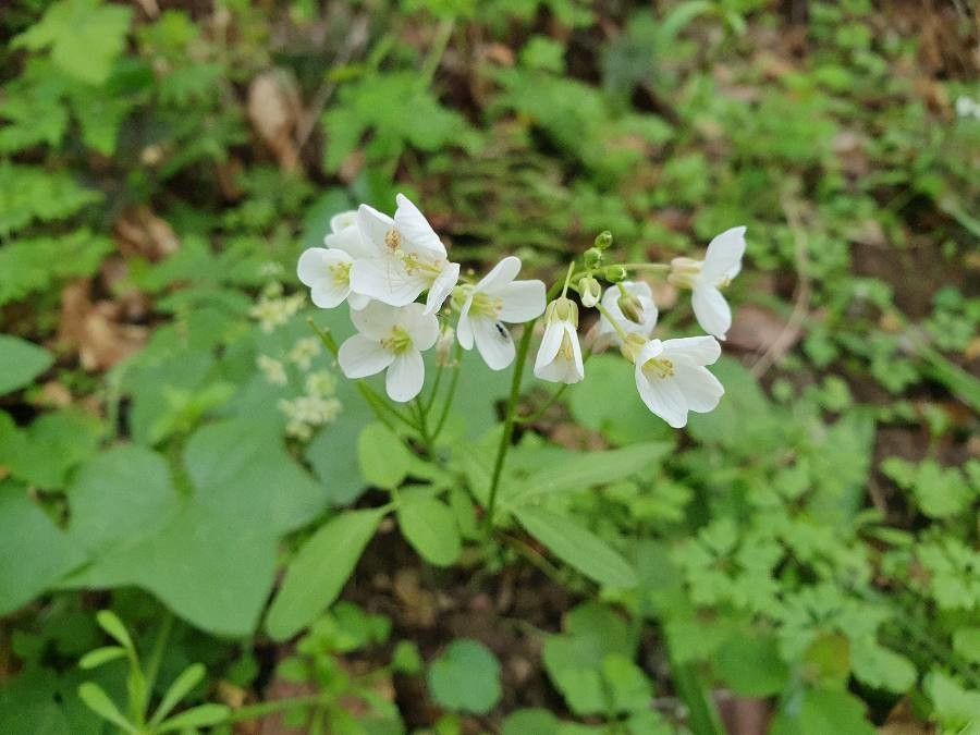 Cardamine californica — search result for 'Cardamine'