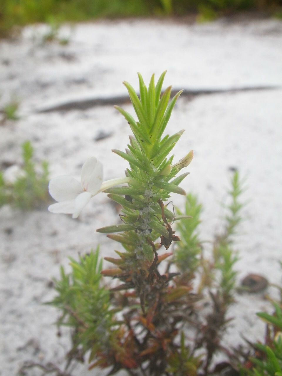 Gratiola hispida — related species from the same genus