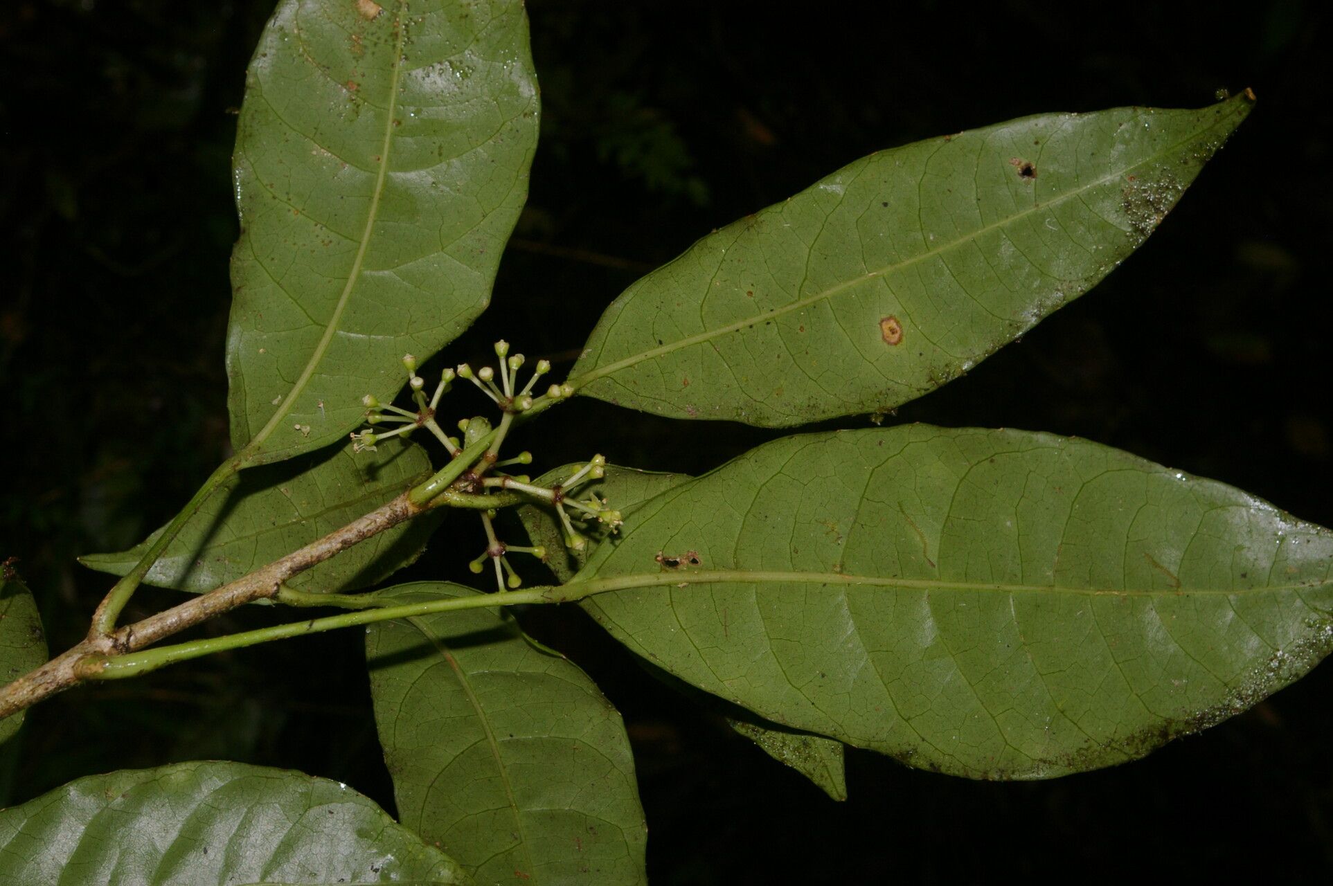 Dendropanax querceti — search result for 'Dendropanax'