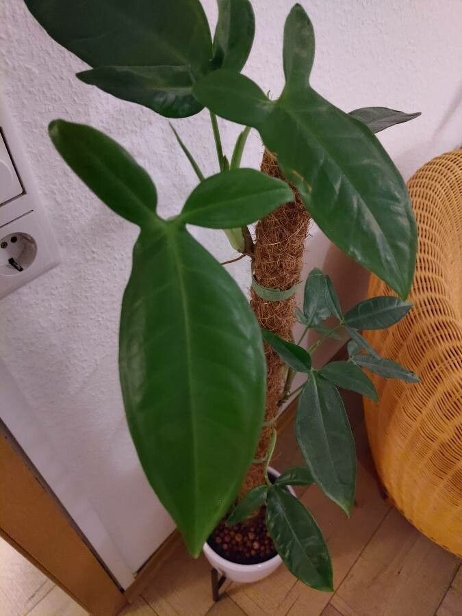 Syngonium hoffmannii — houseplant care guide