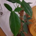 Syngonium hoffmannii