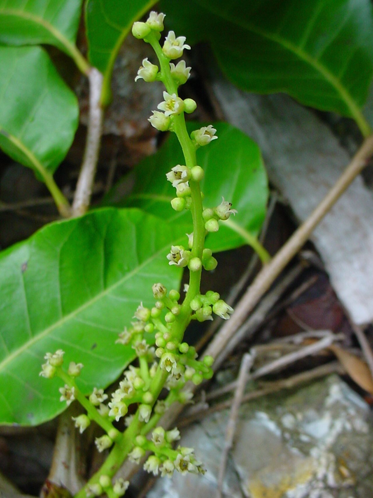 Euroschinus obtusifolius flower