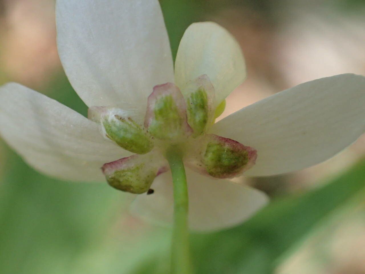 Ranunculus platanifolius flower