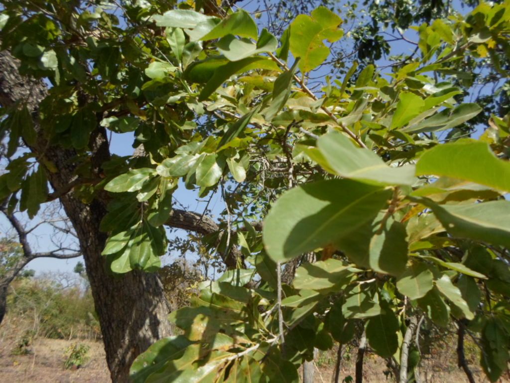 Ochna schweinfurthiana habit