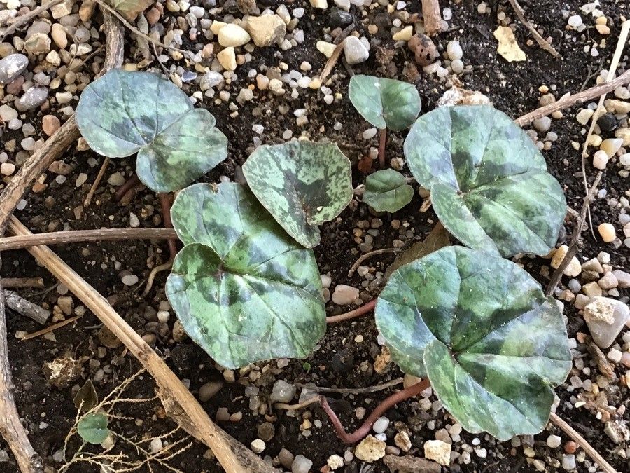 Cyclamen libanoticum — search result for 'Netherlands'