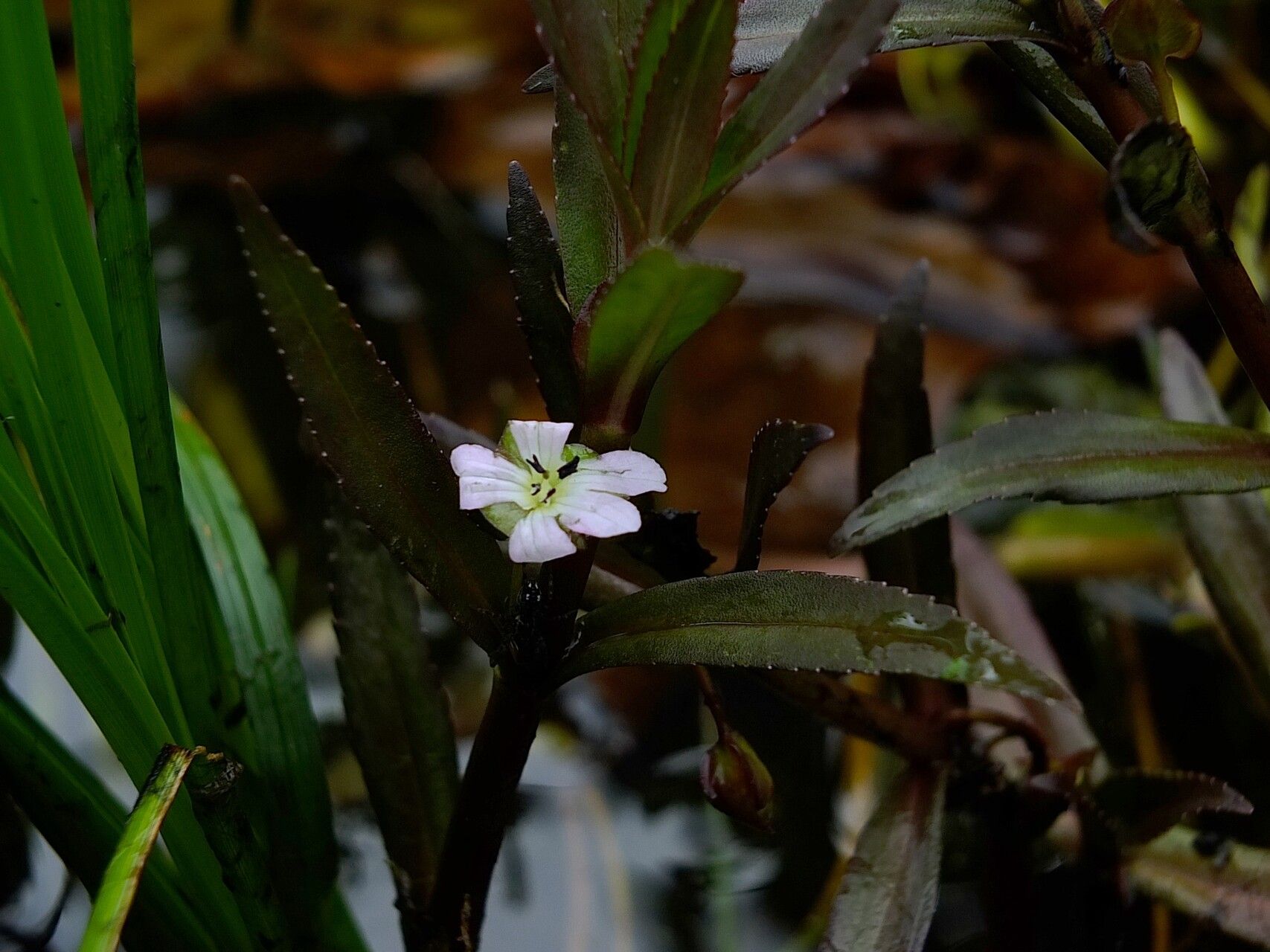 Bacopa aquatica flower