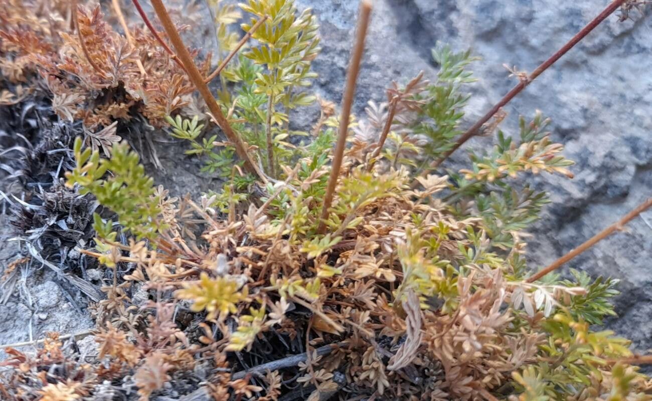 Acaena poeppigiana habit