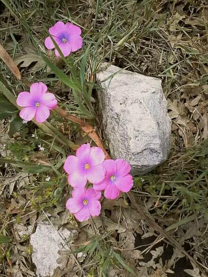 Linum pubescens flower