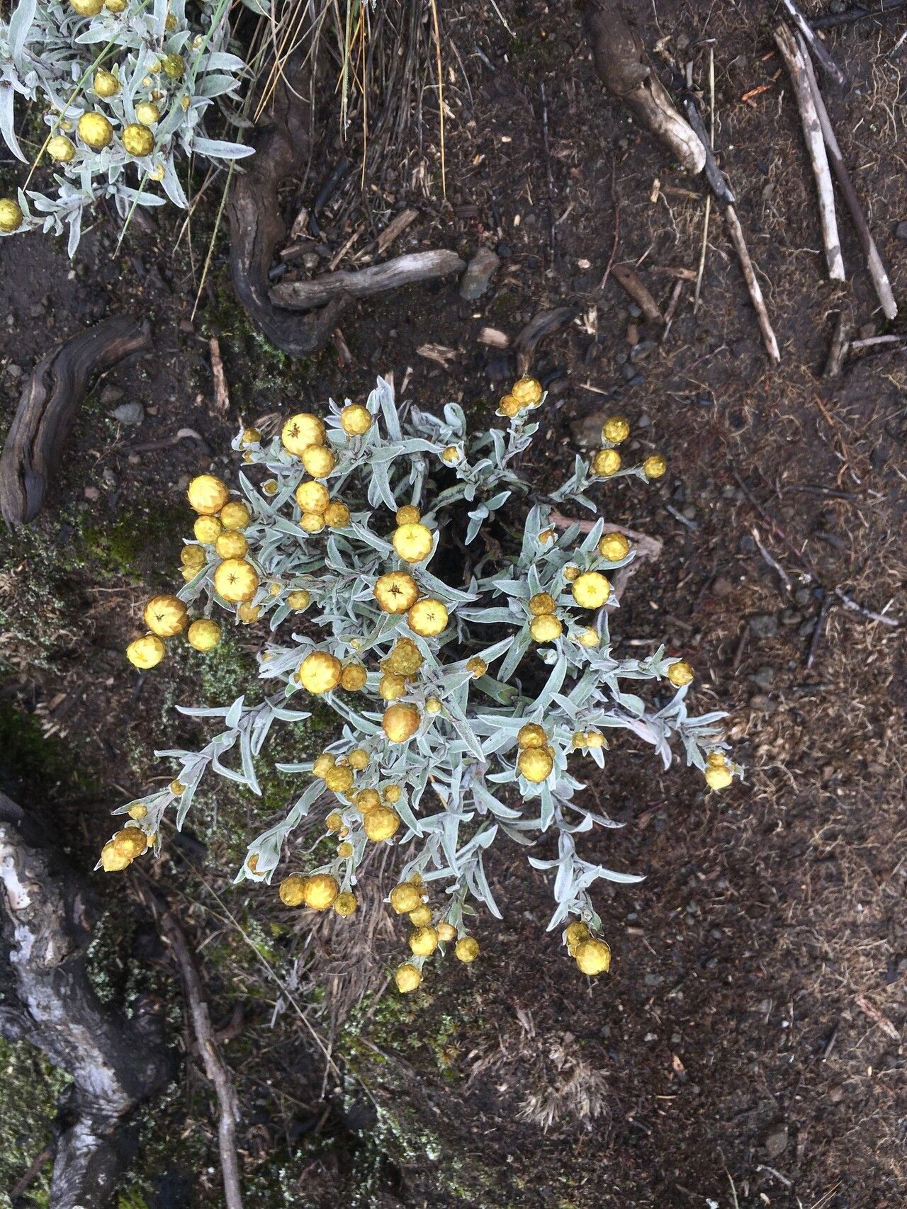 Helichrysum kilimanjari — search result for 'Helichrysum'