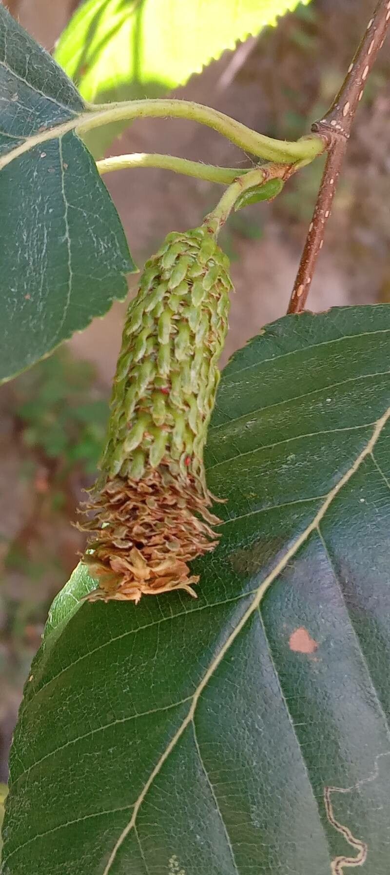 Betula utilis fruit