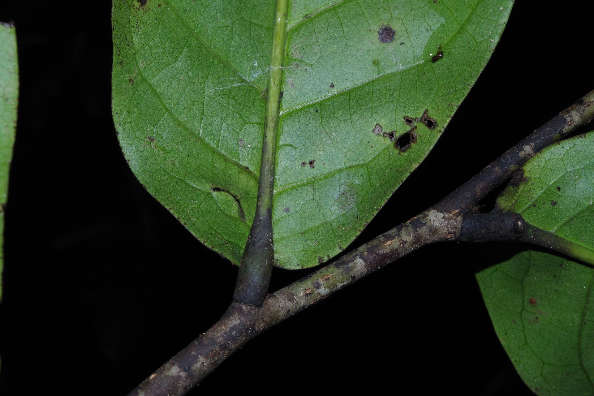 Monodora undulata — search result for 'Monodora'