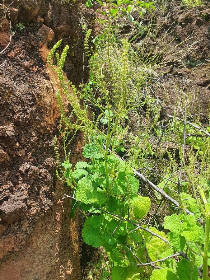 Plectranthus minutiflorus flower