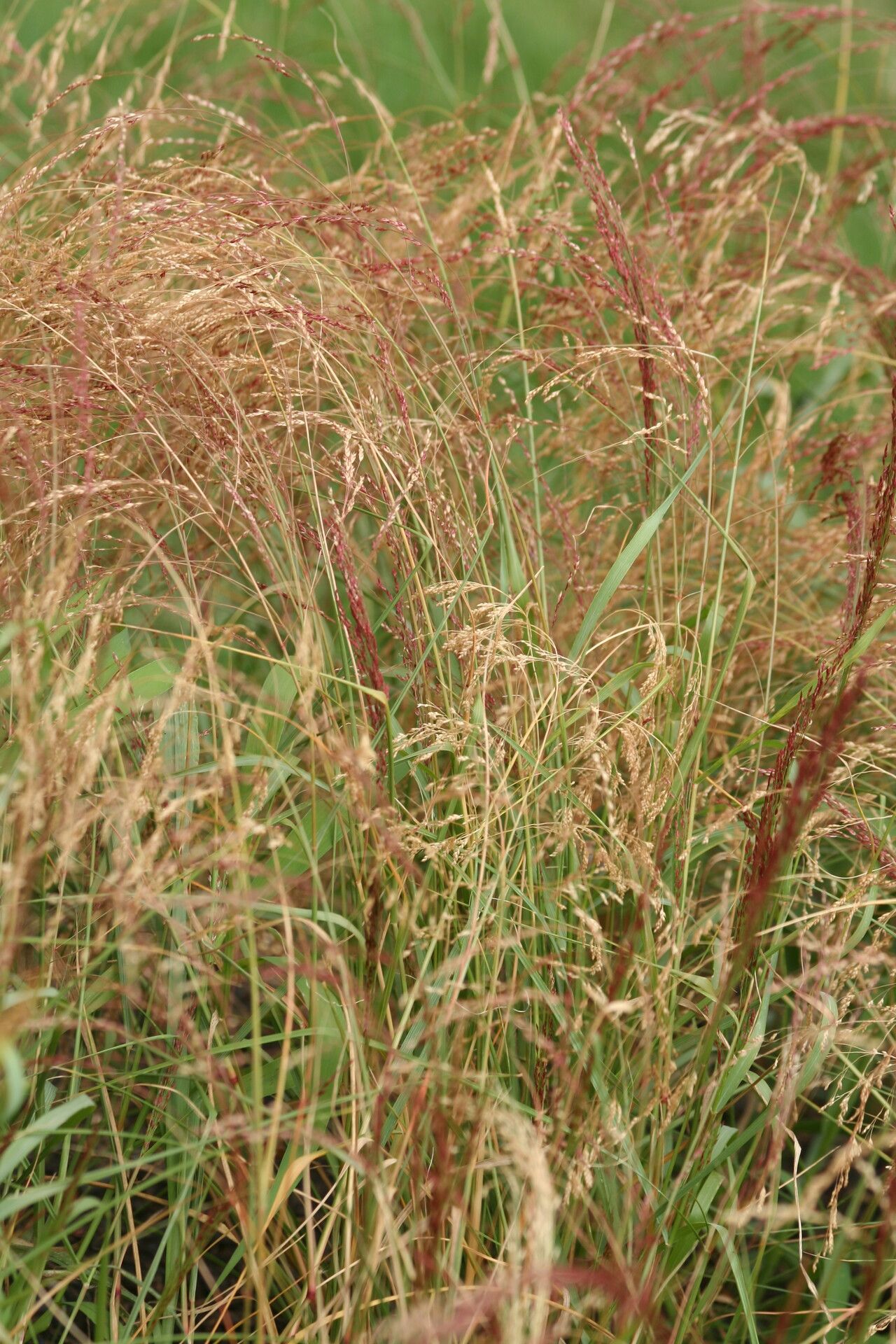 Eragrostis tef habit