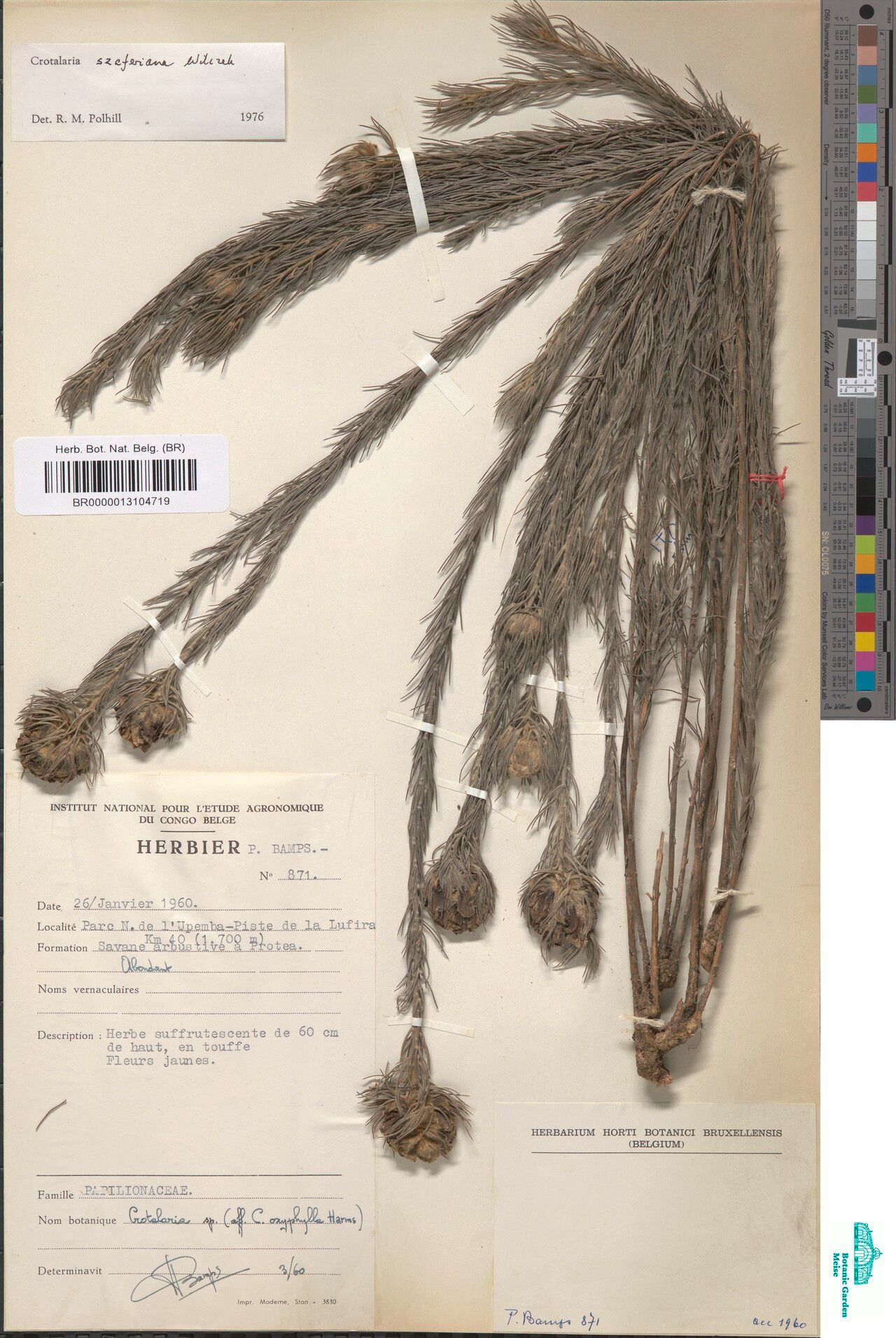 Crotalaria szaferiana — houseplant care guide