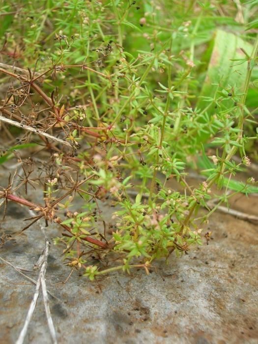 Galium divaricatum habit
