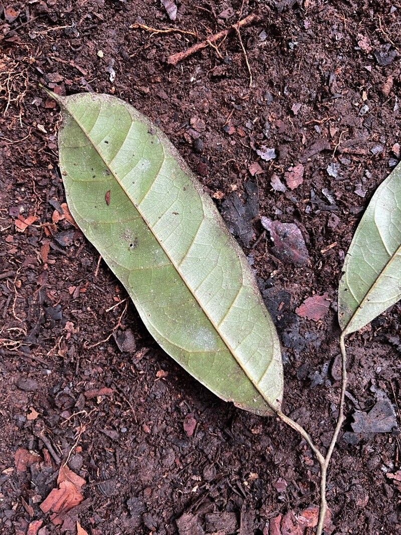 Oncoba flagelliflora — related species from the same genus