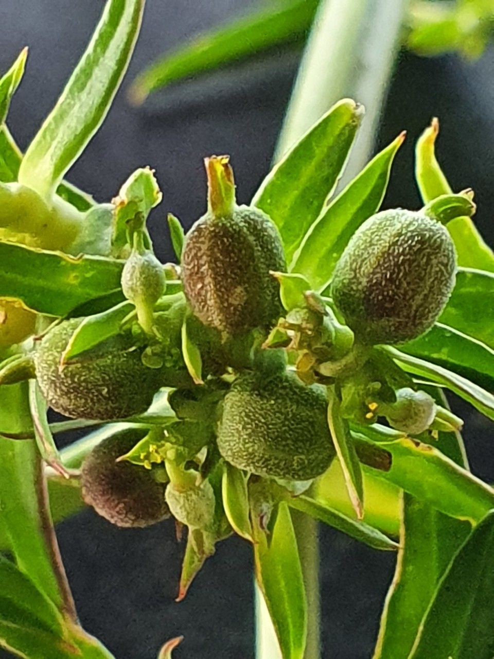 Euphorbia agowensis fruit