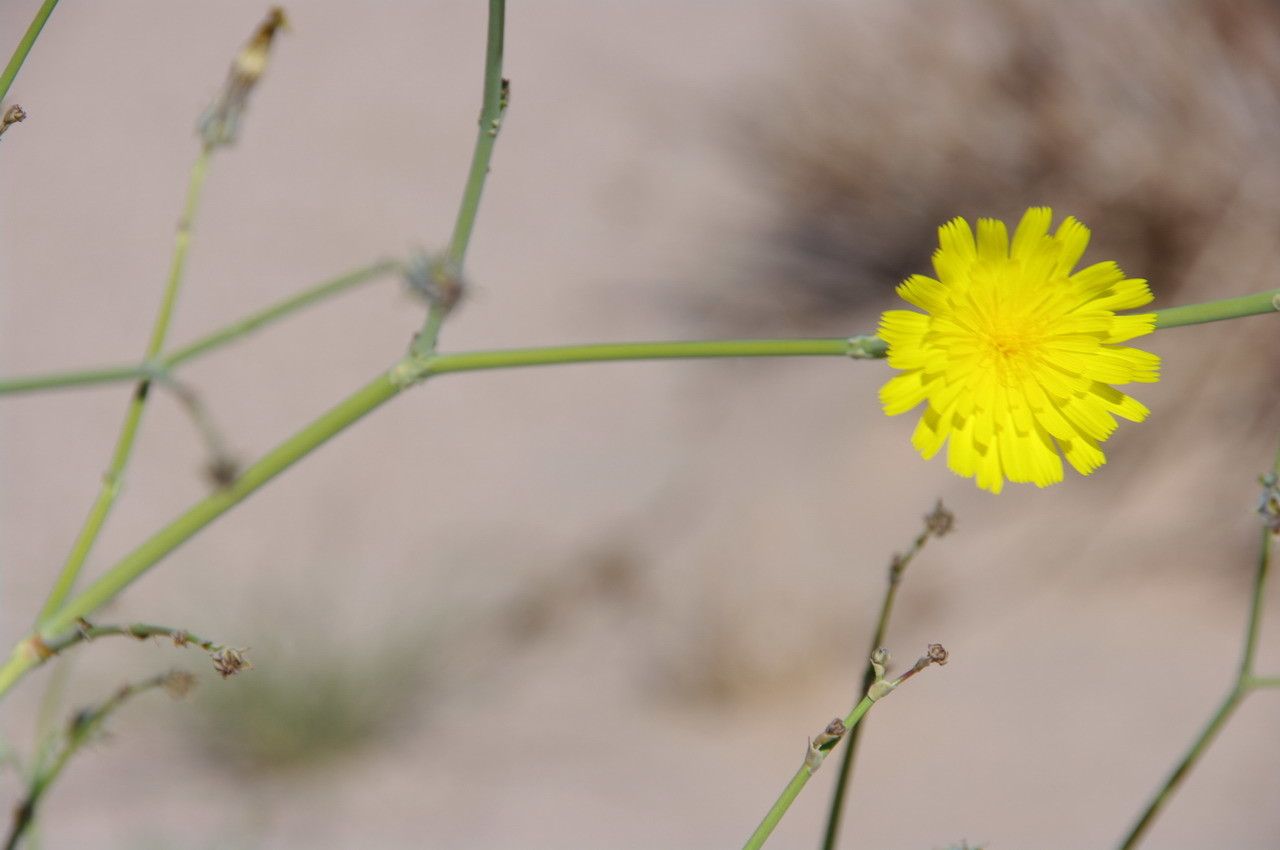 Launaea mucronata flower
