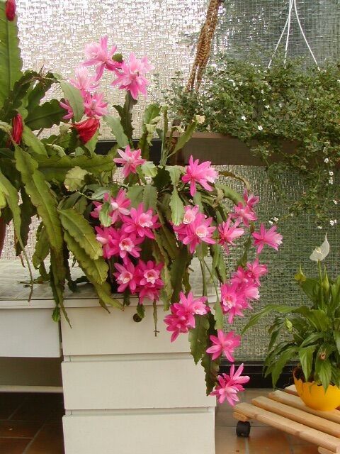 Disocactus phyllanthoides habit