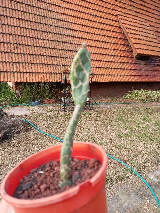 Opuntia zebrina leaf