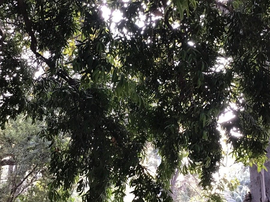 Podocarpus neriifolius habit