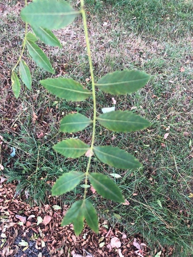 Xanthoceras sorbifolium — search result for 'Sapindaceae'