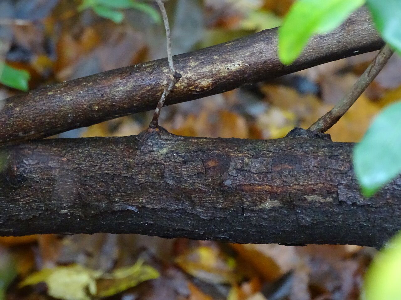 Rhododendron pleistanthum bark