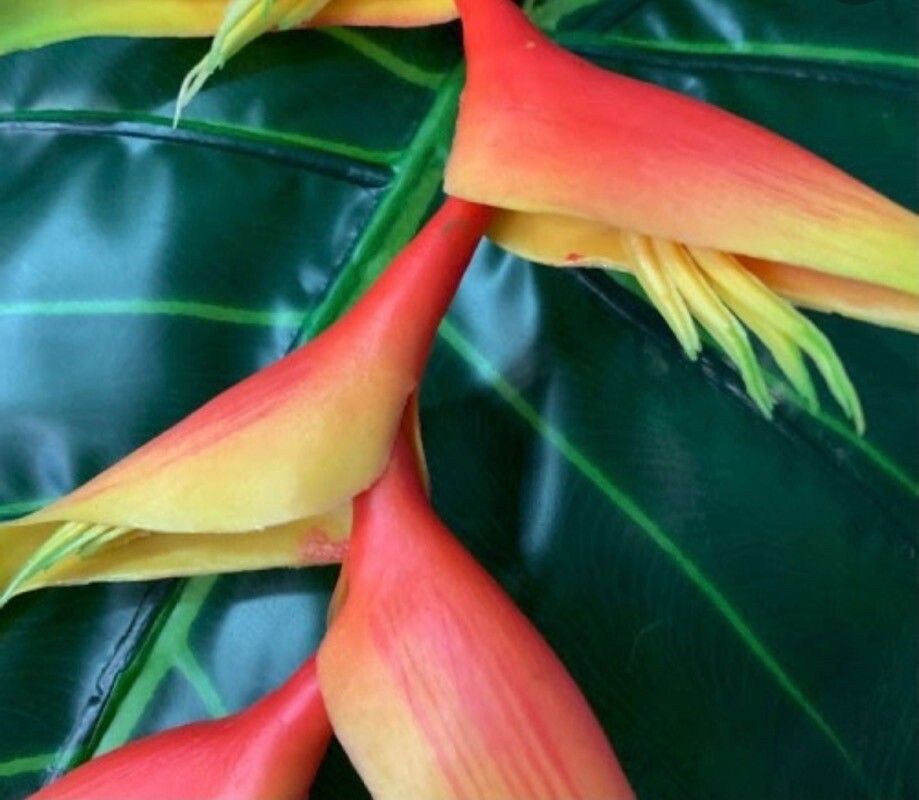 Heliconia caribaea flower