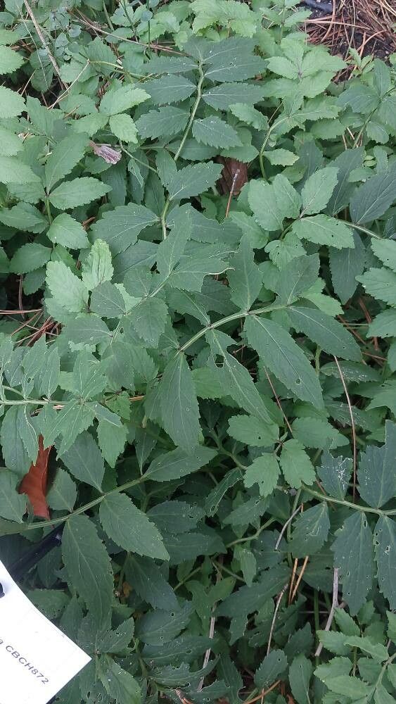 Cardamine macrophylla — search result for 'Cardamine'