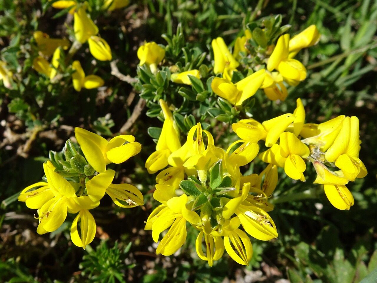 Genista pilosa flower