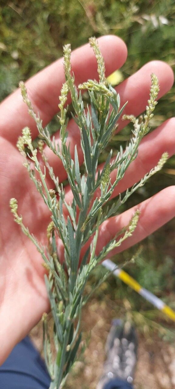 Oligomeris linifolia — search result for 'Resedaceae'