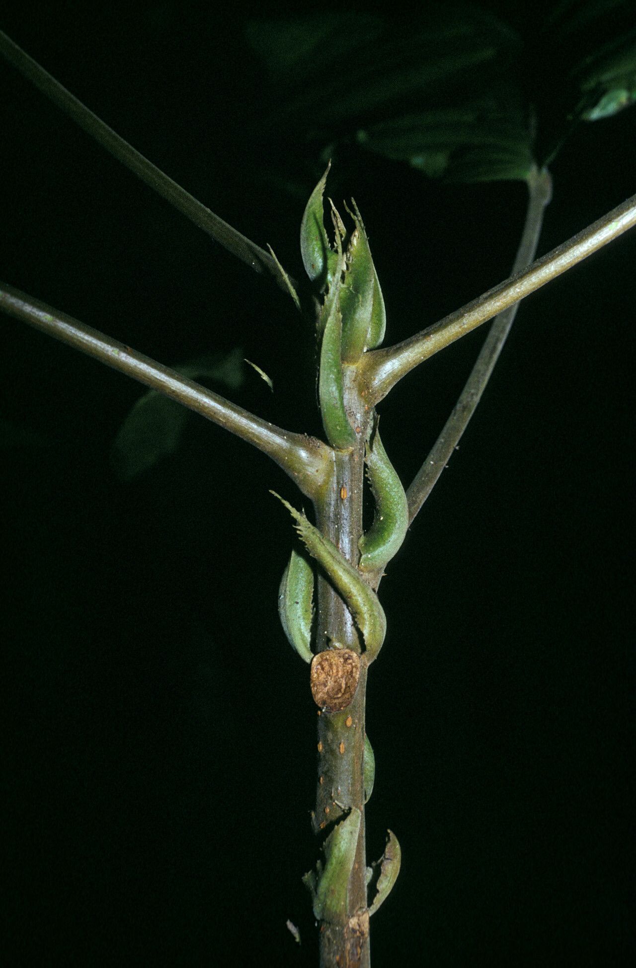 Sloanea grandiflora bark