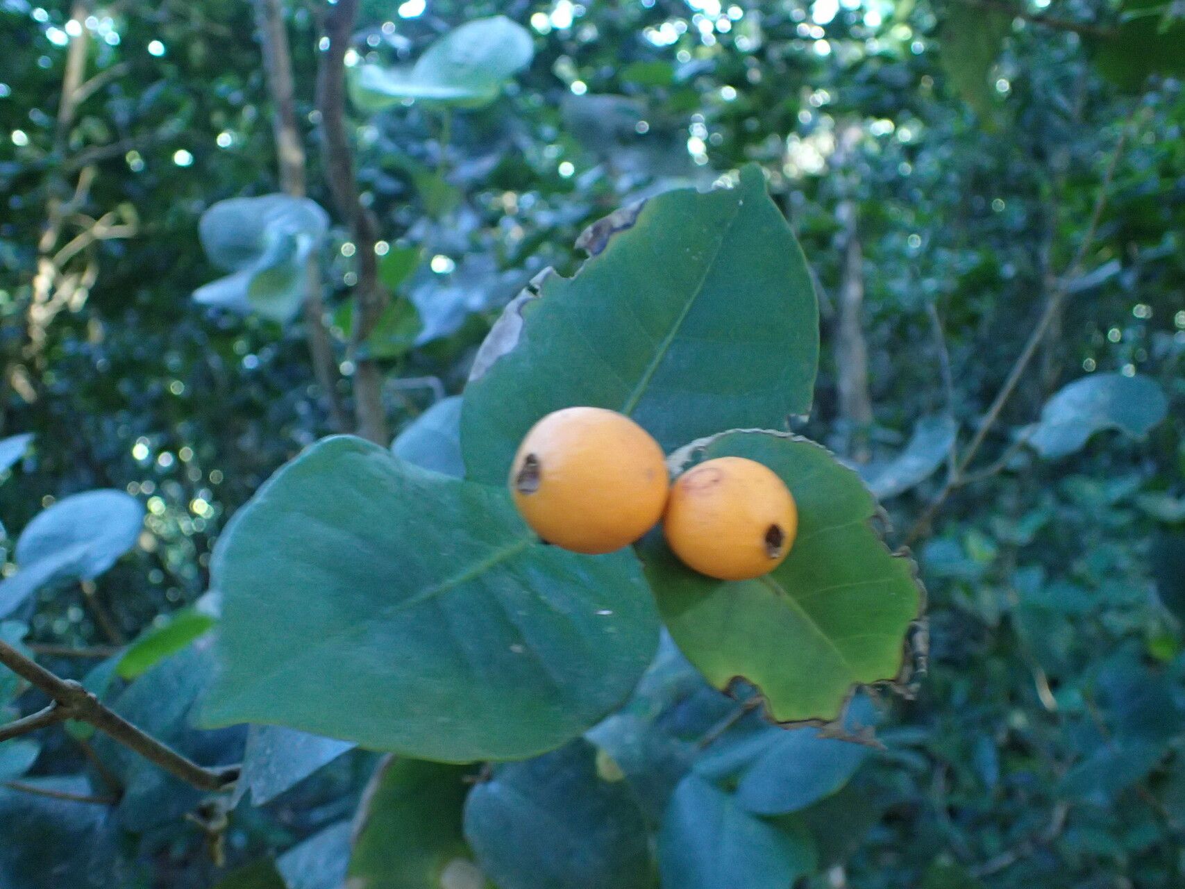 Eugenia gryposperma fruit