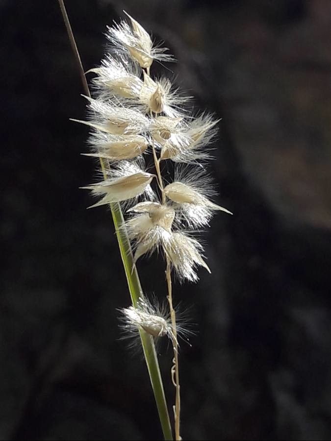 Melica ciliata fruit