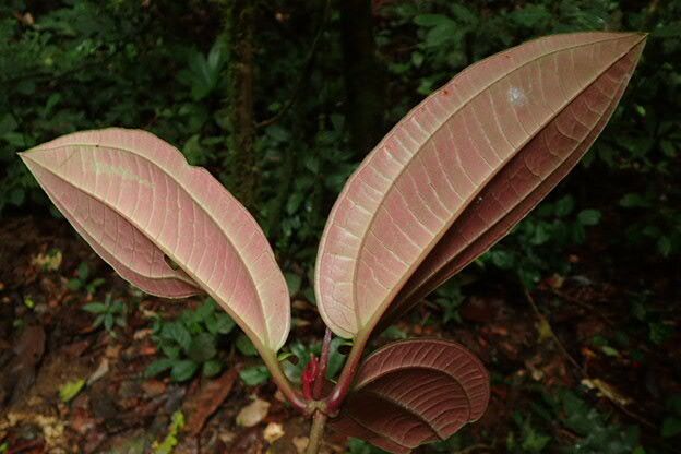 Medinilla mirabile — search result for 'Medinilla'