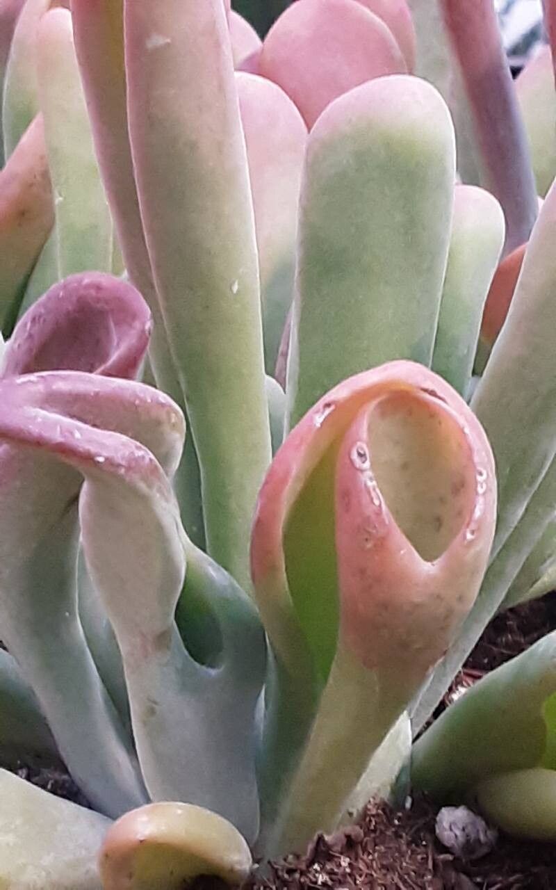 Kalanchoe luciae