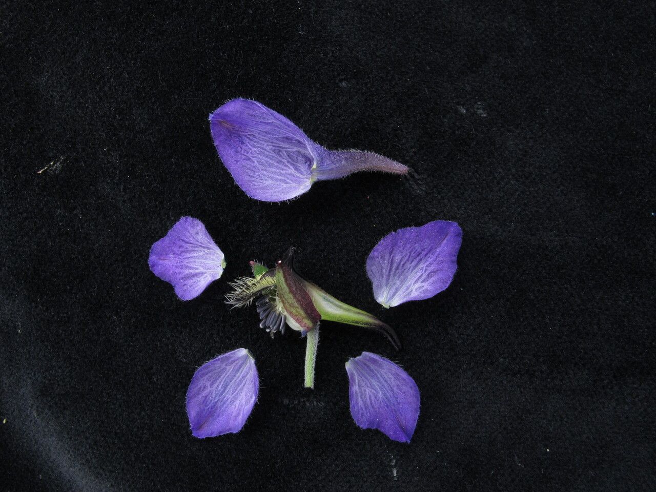 Delphinium vestitum habit