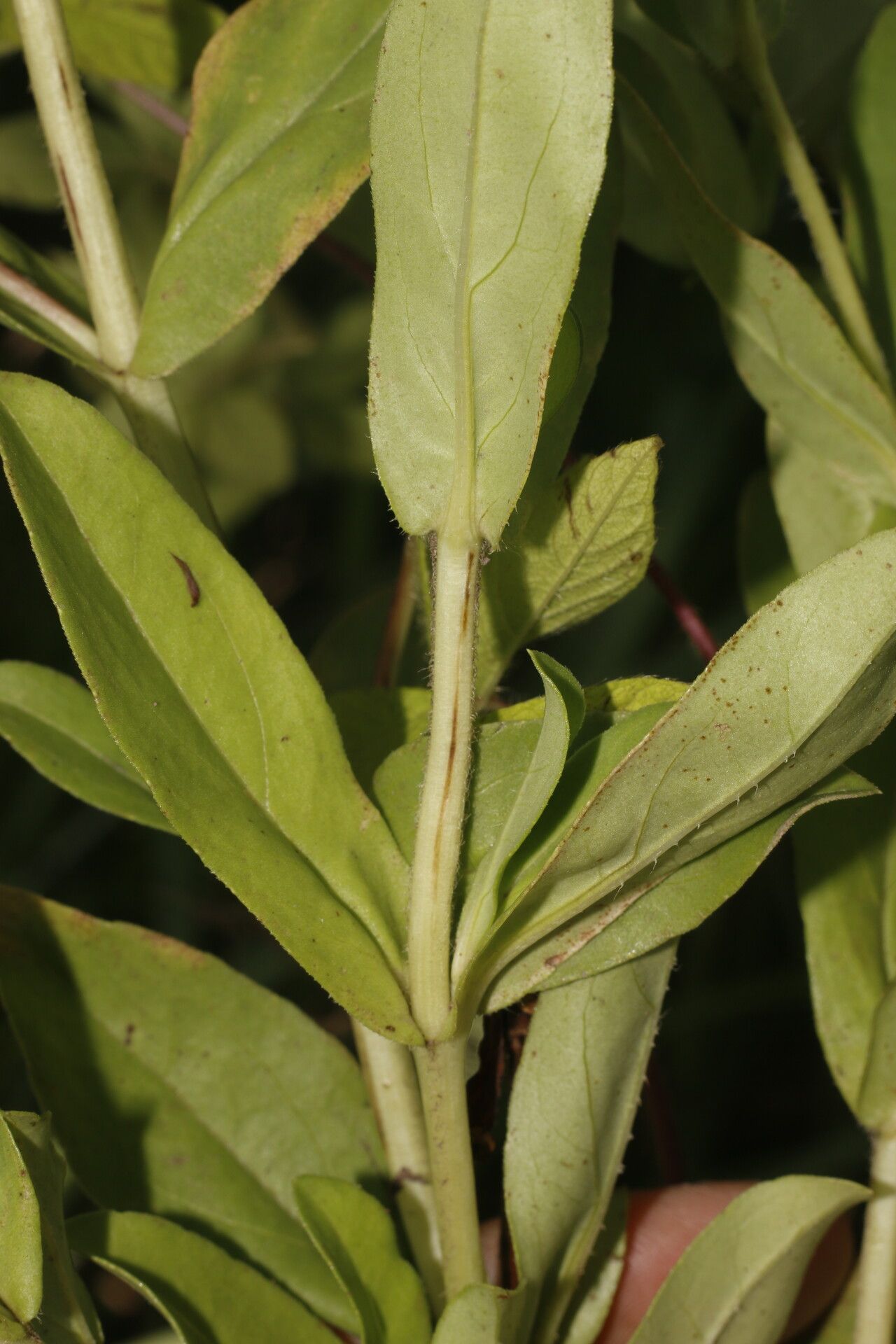 Espejoa mexicana — search result for 'El Salvador'