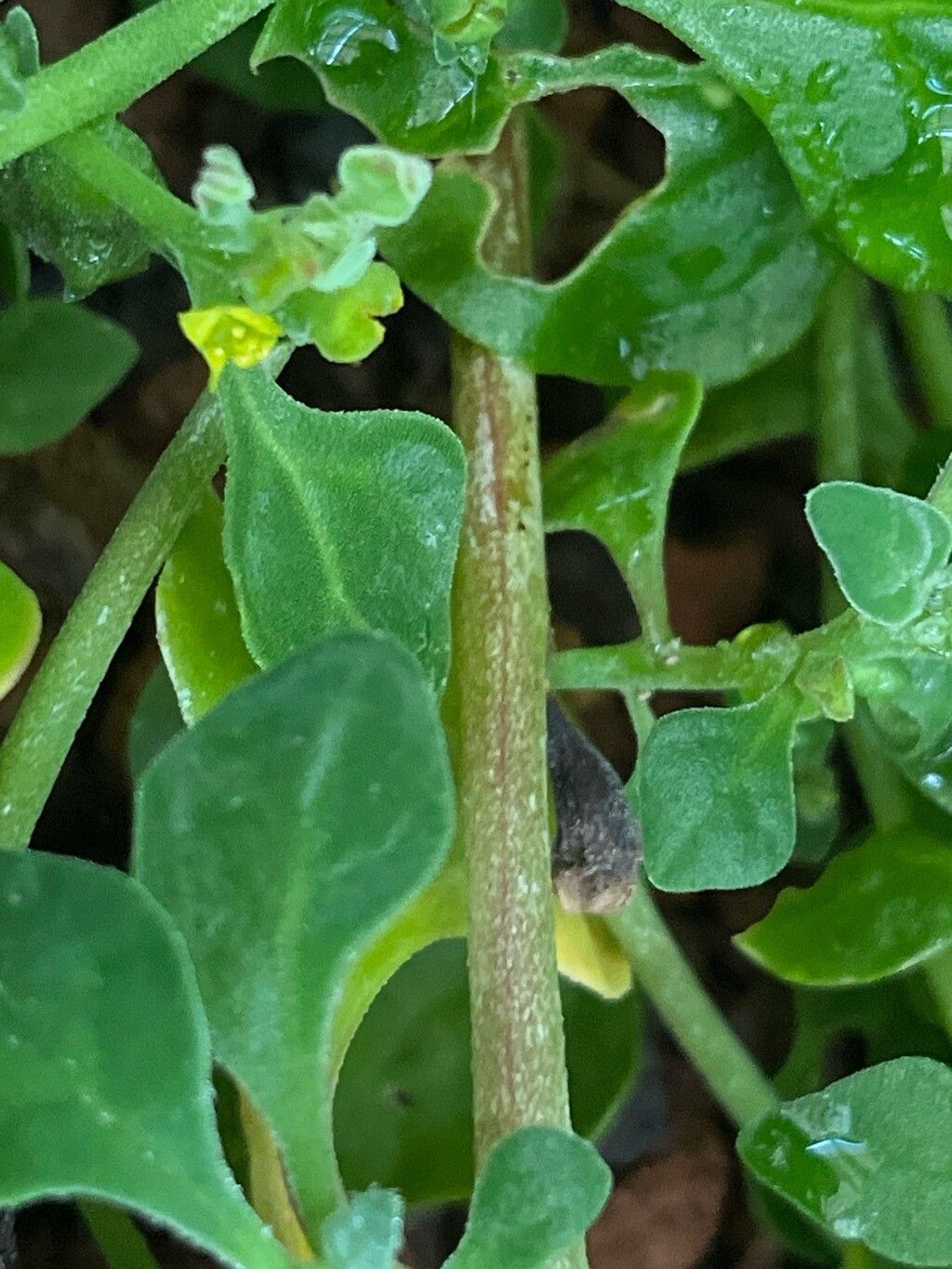 Tetragonia echinata bark