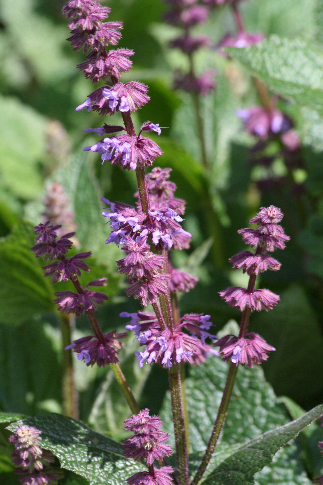 Salvia judaica — houseplant care guide