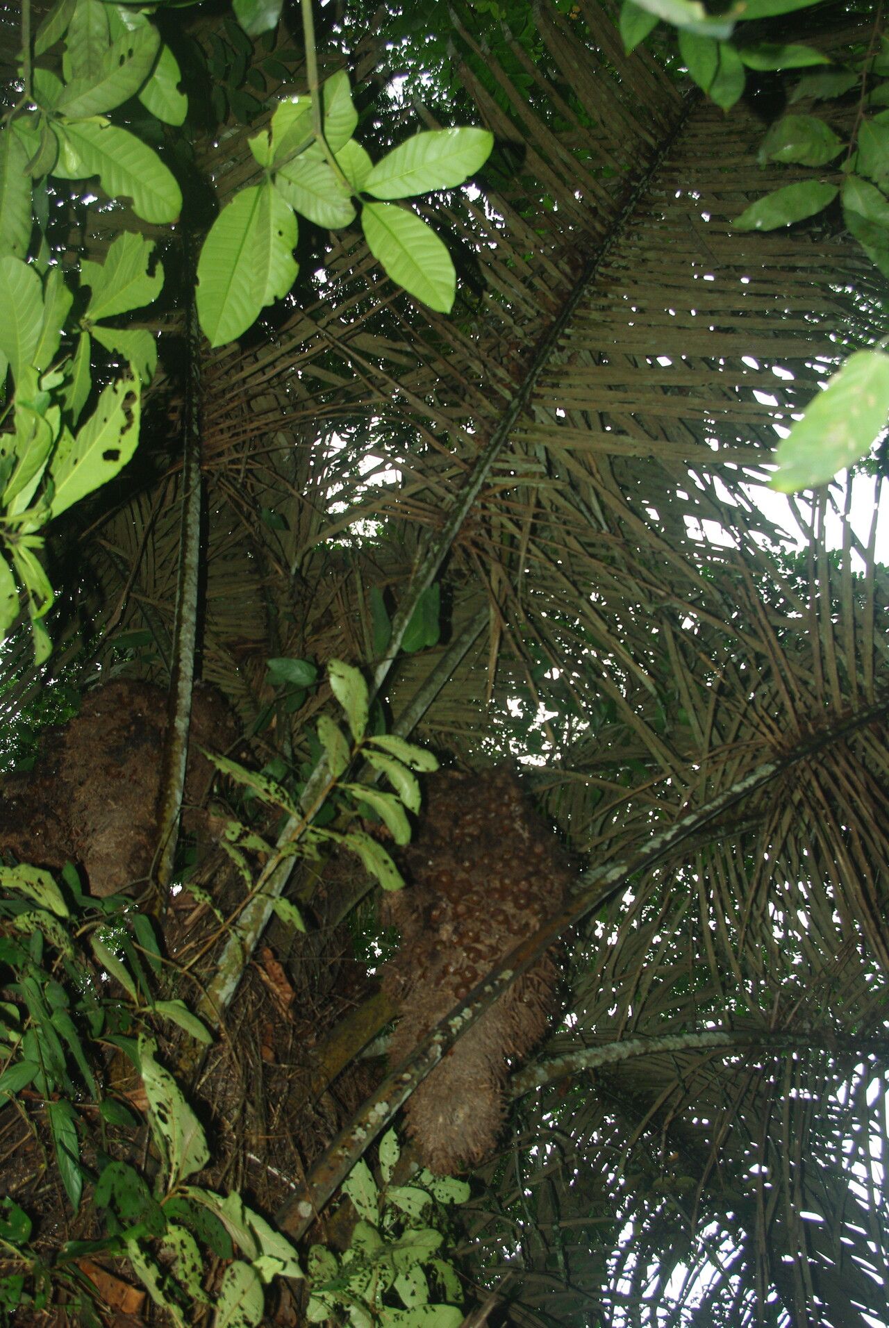 Raphia textilis other