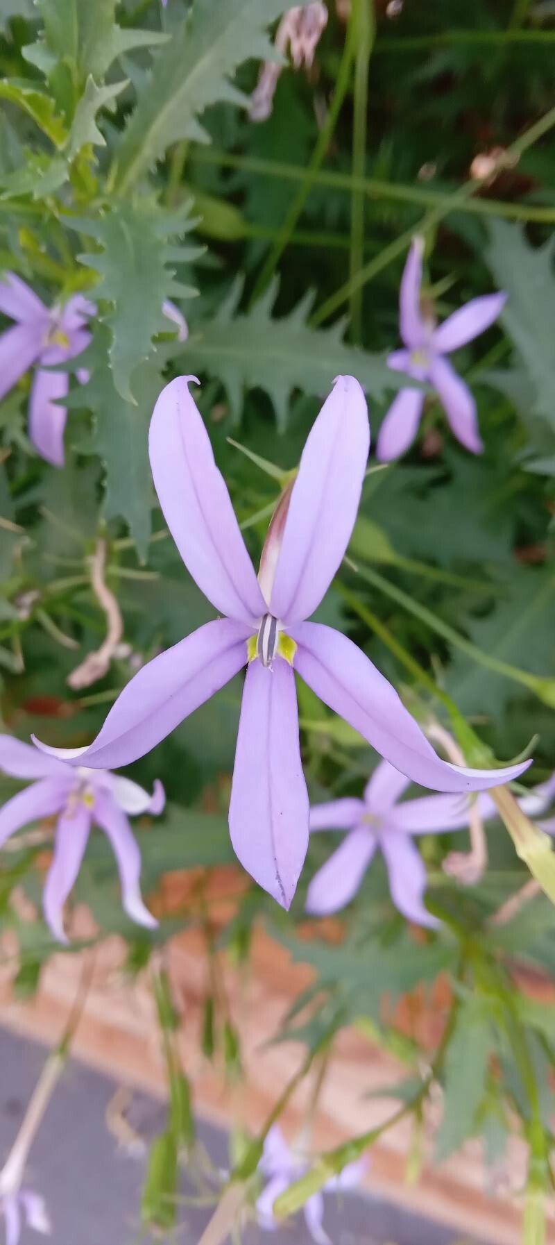 Isotoma axillaris flower