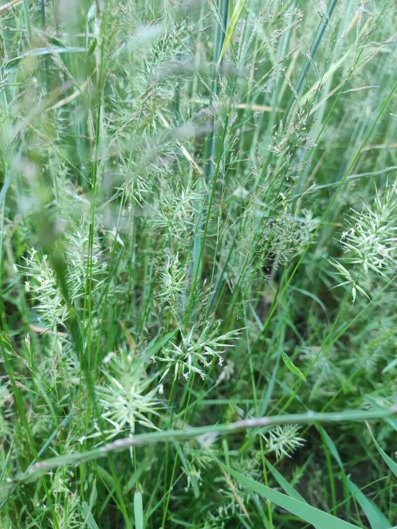 Anthoxanthum aristatum flower