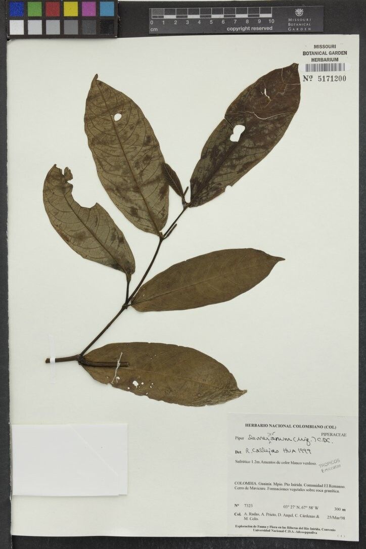 Piper demeraranum other
