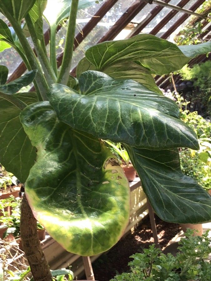 Sonchus brassicifolius — search result for 'Sonchus'