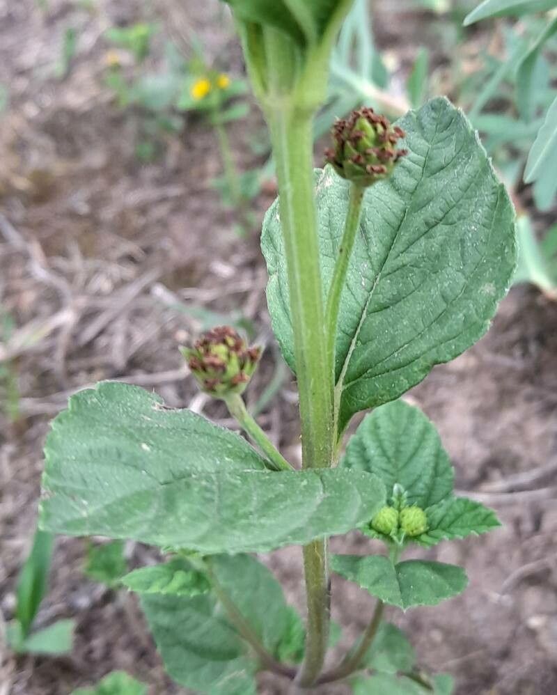 Lippia turnerifolia — search result for 'Lippia'