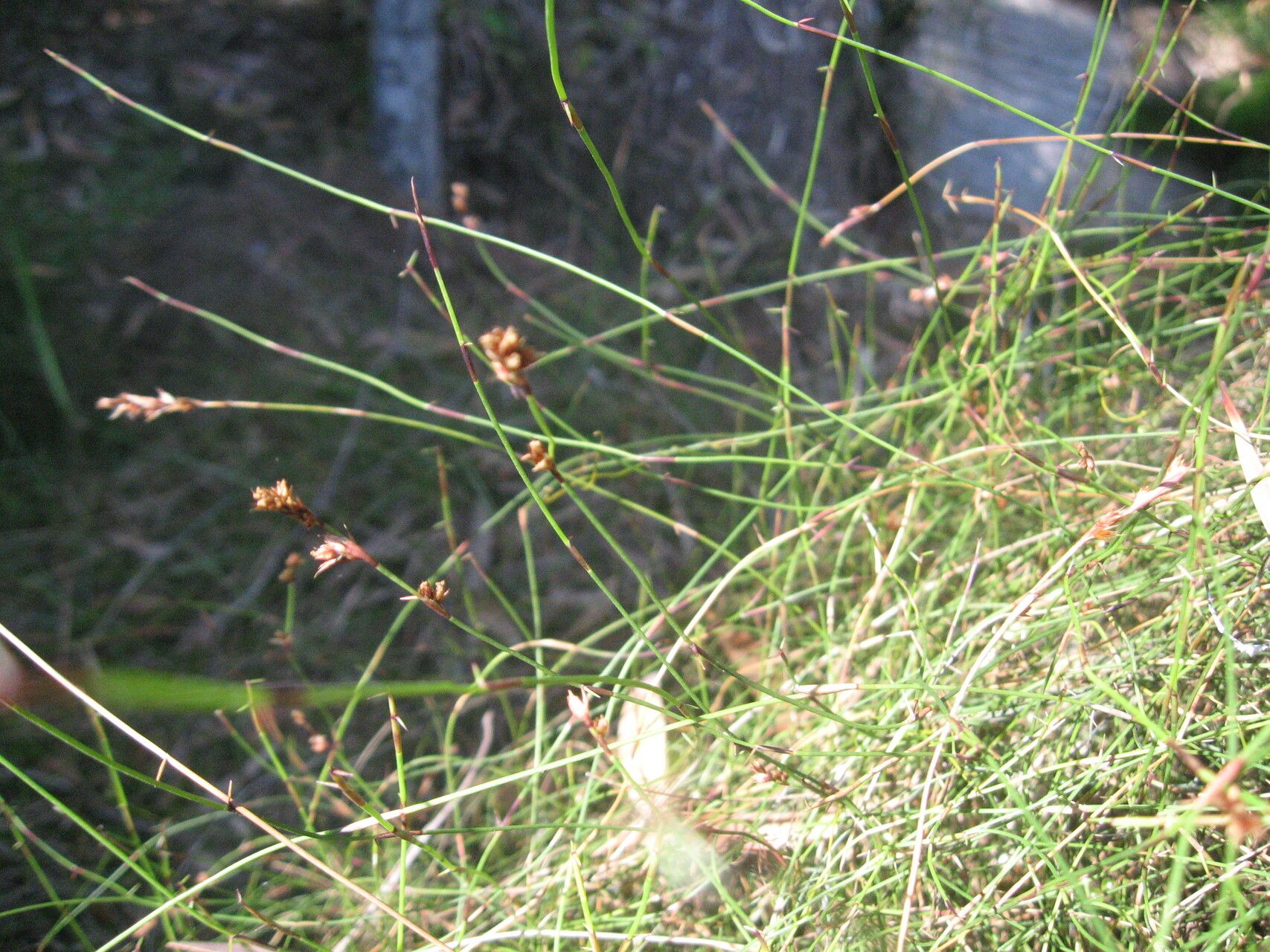 Empodisma minus — houseplant care guide