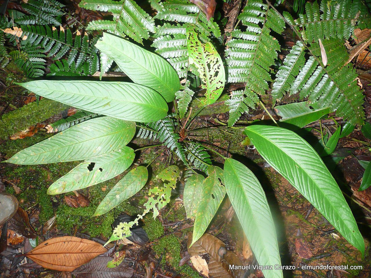 Anthurium lancifolium — houseplant care guide