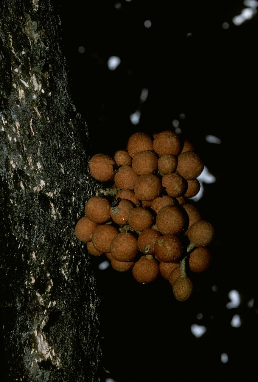 Dysoxylum parasiticum fruit