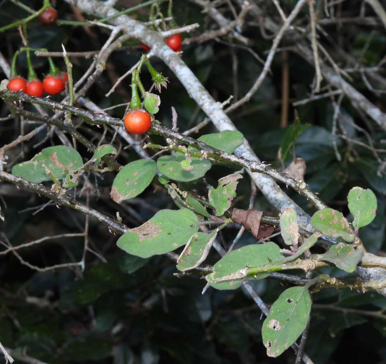 Solanum litoraneum habit